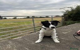 Border Collie dogs for sale: Beautiful Loving Female Border Collie - Image 3
