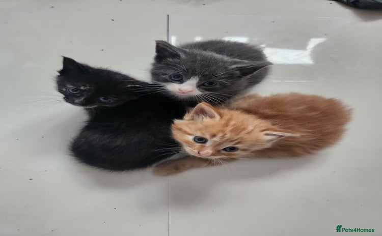 Mixed Breed cats - Advert 3