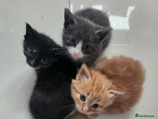 Mixed Breed cats - Advert 24