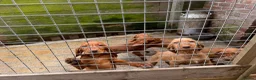Hungarian Vizsla dogs for sale: Wire haired HungarianVizsla Puppies - Advert 7
