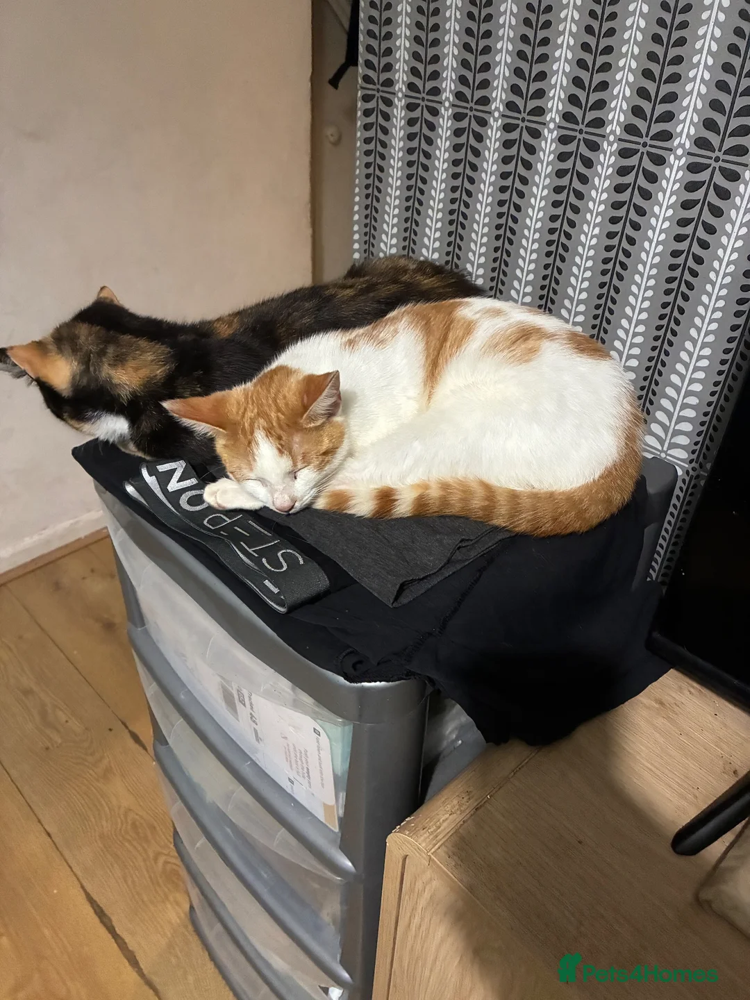 Domestic Shorthair cats for sale: 3 beautiful 6m old kittens need forever homes - Advert 7