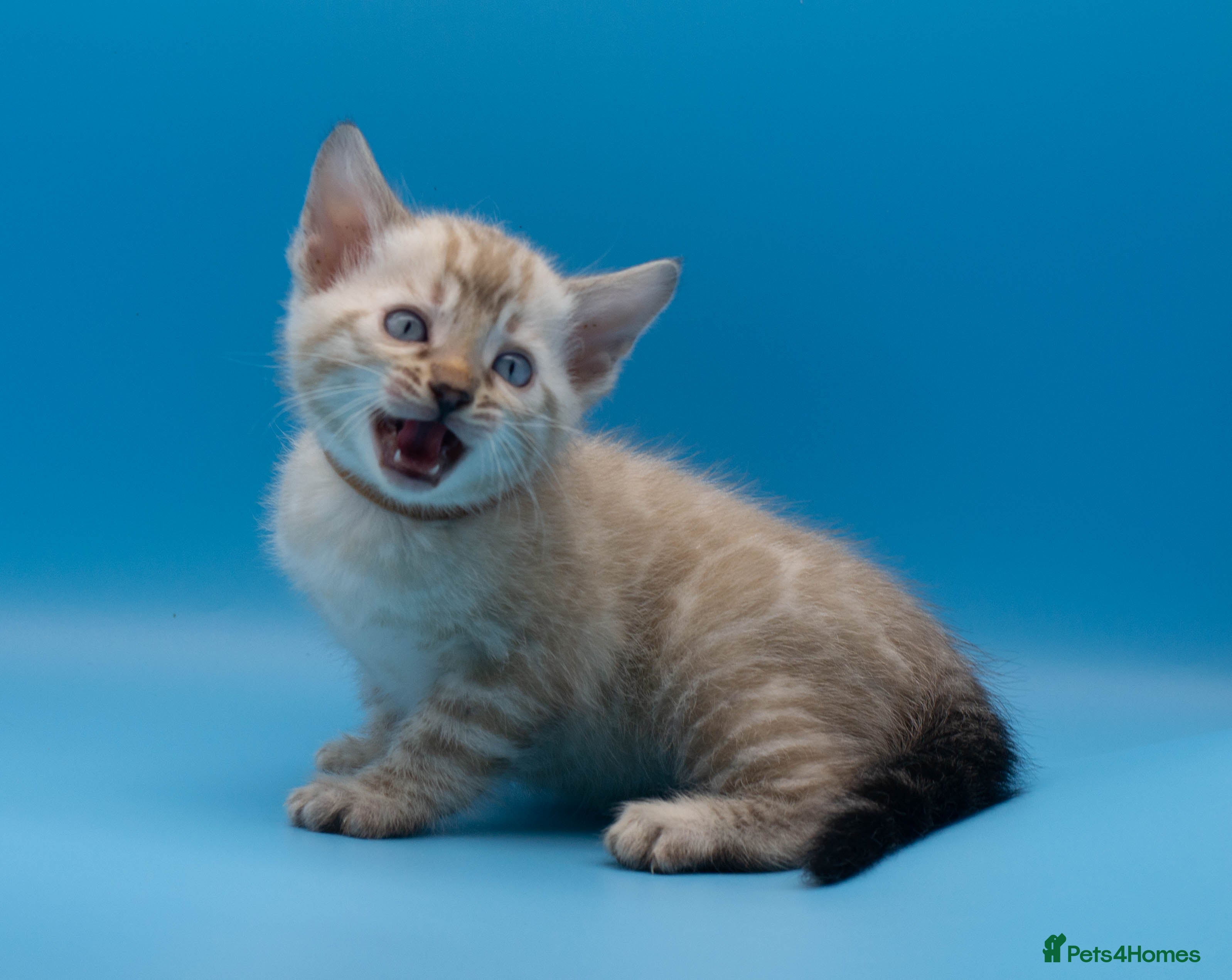 Bengal cats TICA Registered Snow Lynx Bengals–Open Reservation - Advert 4