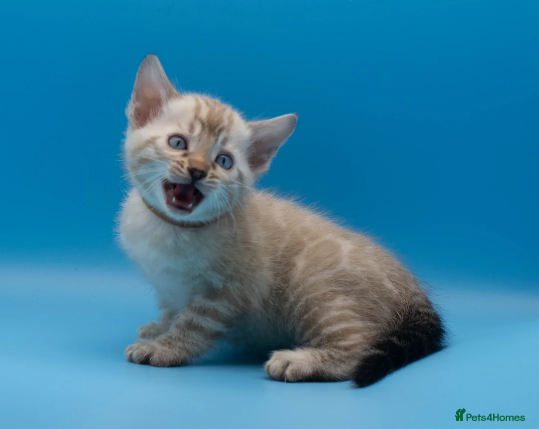 Bengal cats for sale: TICA Registered Snow Lynx Bengals–Open Reservation - Advert 1