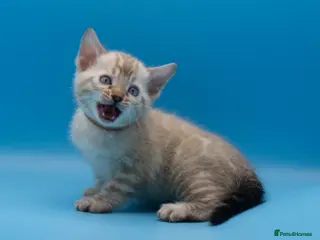 Bengal cats TICA Registered Snow Lynx Bengals–Open Reservation - Advert 4