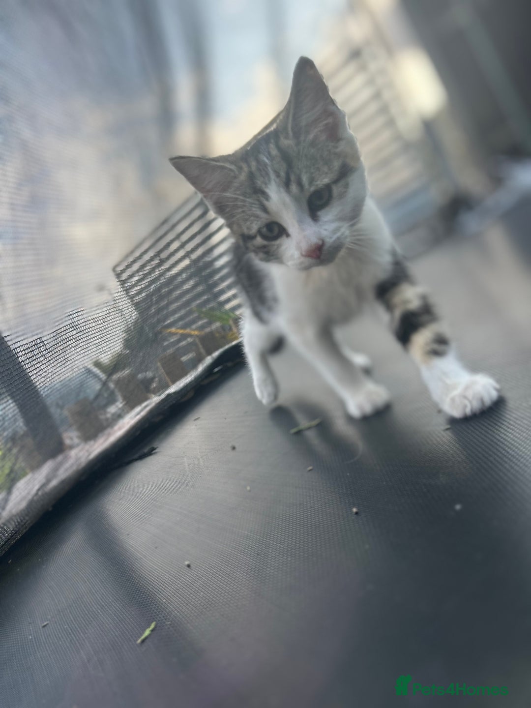 British Shorthair cats for sale: British shorthair kittens  in Nottingham - Image 24