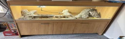 Bearded Dragon reptiles for sale: 1 year old bearded dragon and full set up in Bridgend - Advert 3