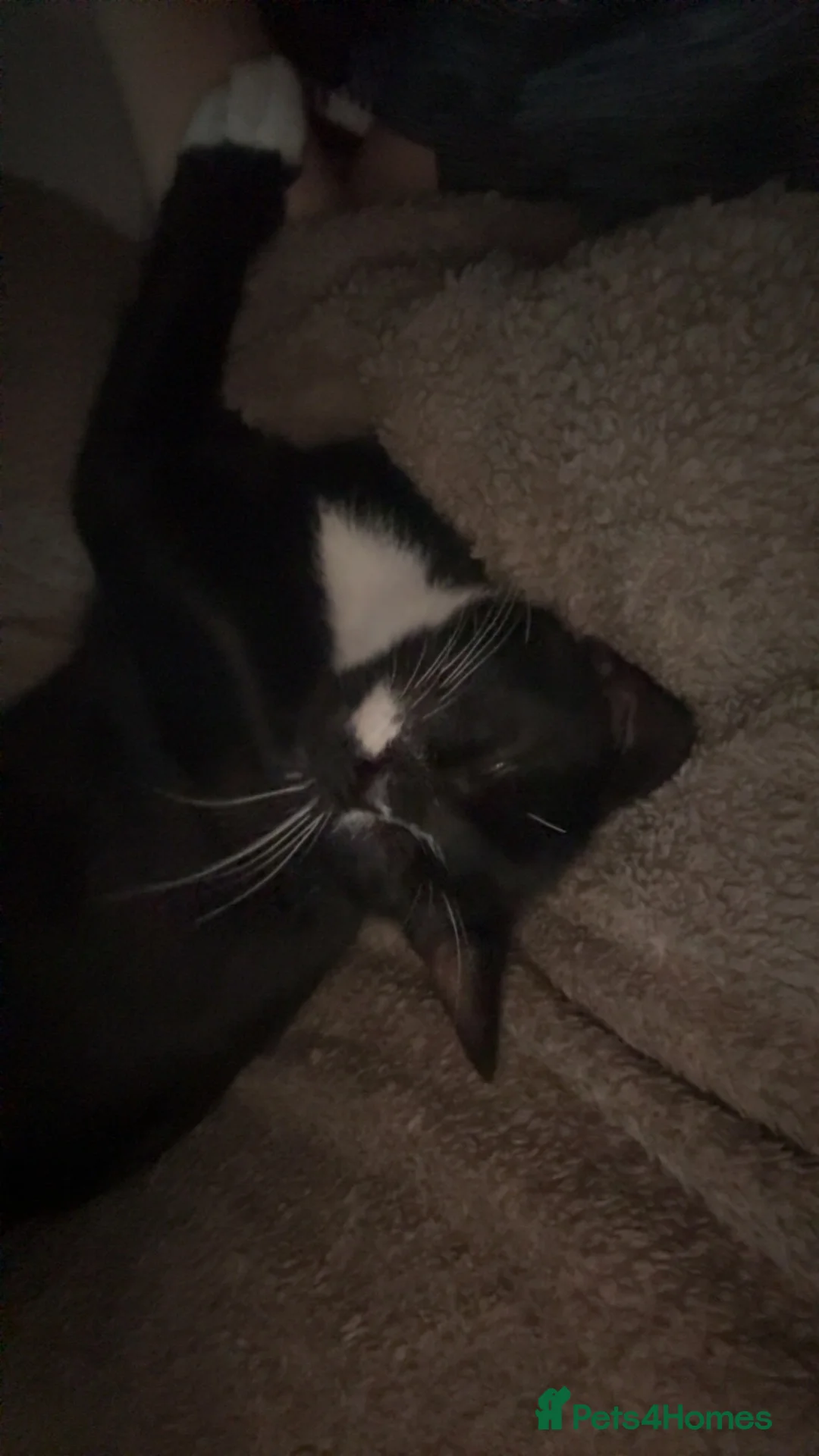 Mixed Breed cats for sale: Dior 💕 1 and half Year old in Wolverhampton - Advert 1