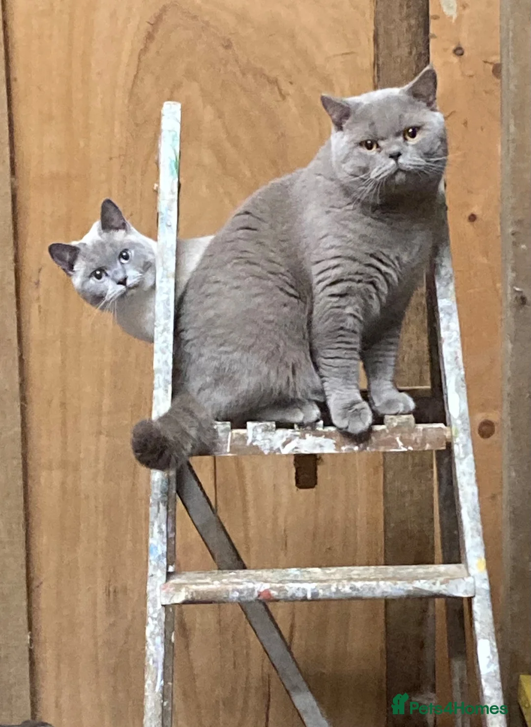 British Shorthair cats for sale: British Shorthair Kittens - Advert 9