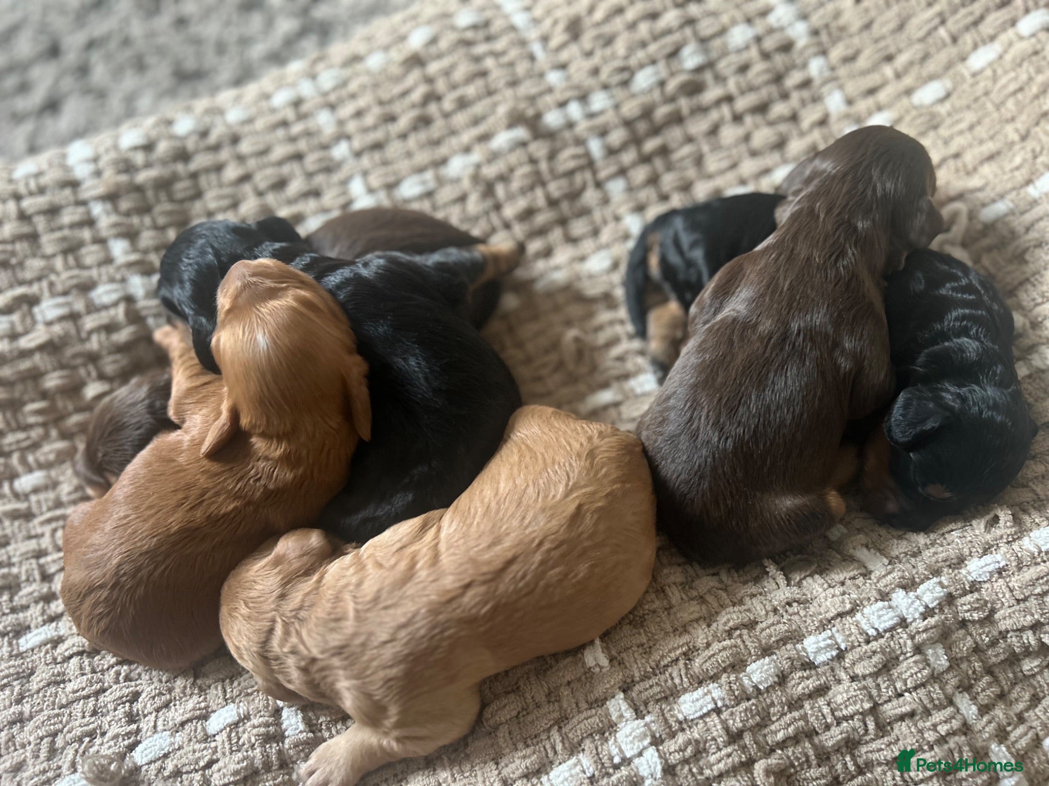 Cockapoo dogs Beautiful F1 Cockapoo Puppies – Ready Soon  £1,200 - Advert 18