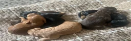 Cockapoo dogs for sale: Beautiful F1 Cockapoo Puppies – Ready Soon  £1,200 - Advert 1