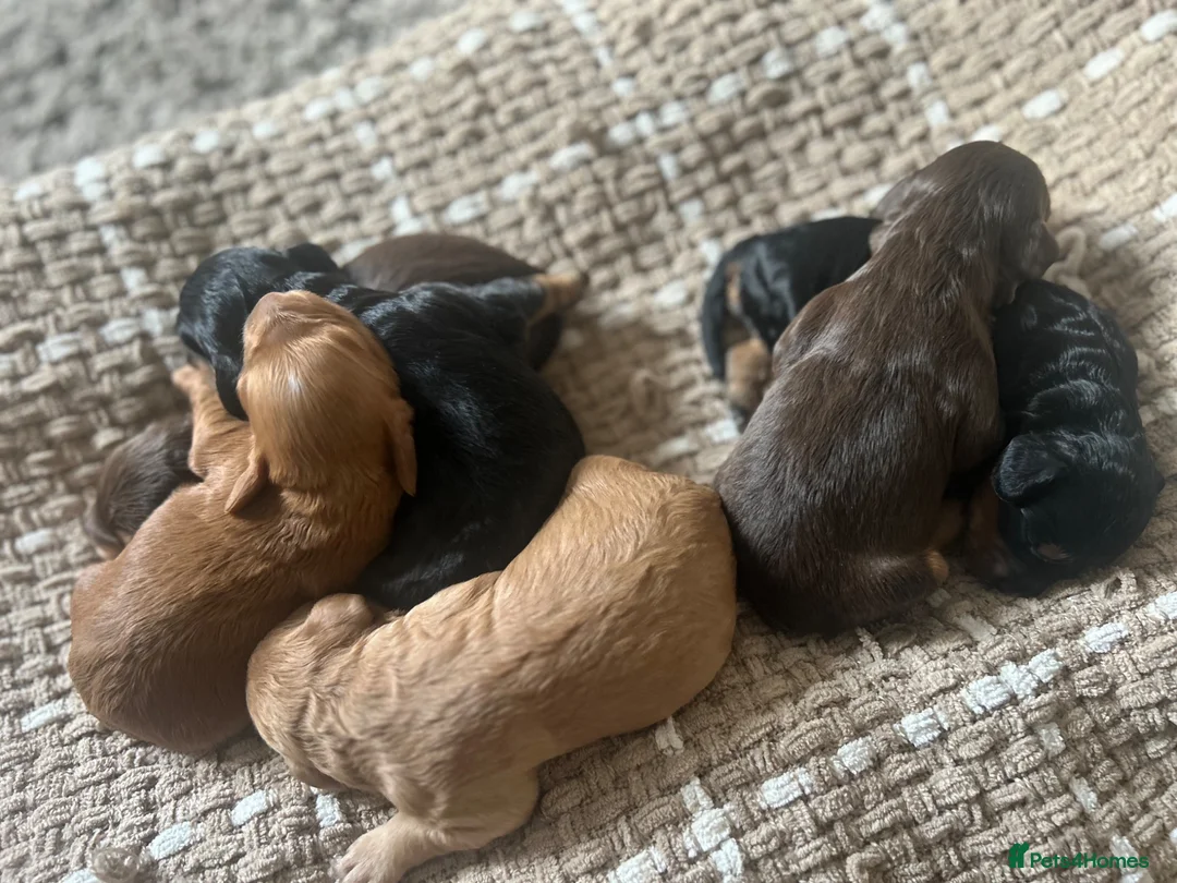 Cockapoo dogs for sale: Beautiful F1 Cockapoo Puppies – Ready Soon  £1,200 - Advert 1