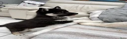 Siberian Husky dogs for sale: Siberian husky pure breed  - Advert 2
