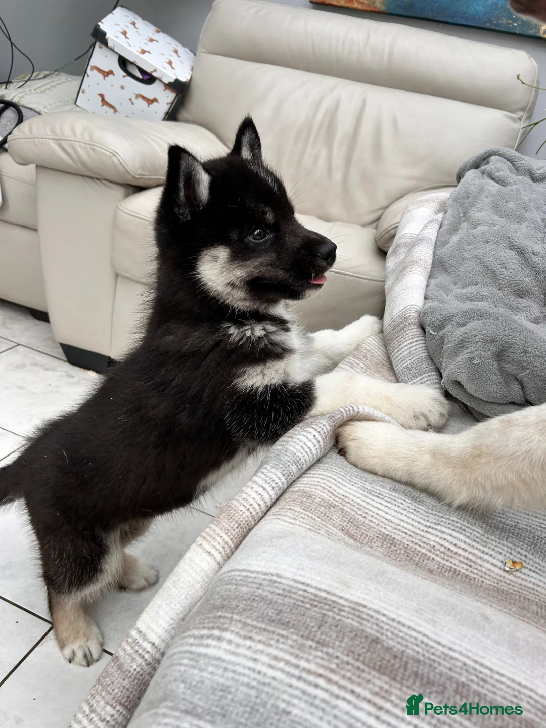 Siberian Husky dogs for sale: Siberian husky pure breed  - Advert 2