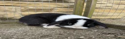 Mini Lop rabbits for sale: Female black otter split mini lop  - Advert 6