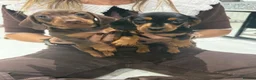 Miniature Dachshund dogs for sale: Miniature Dachshunds  - Advert 10