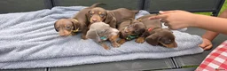 Dachshund dogs for sale: Dacshund Puppies Ready on 27/6!!! - Advert 24