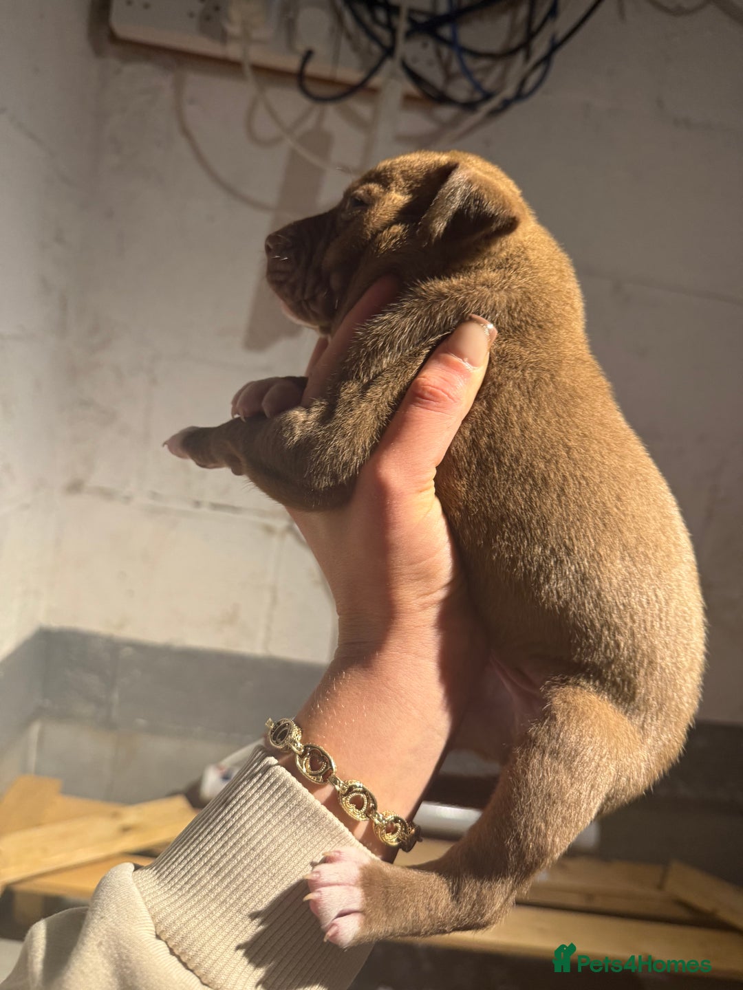 Staffordshire Bull Terrier dogs for sale: Staffordshire bull terrier pups - Image 13