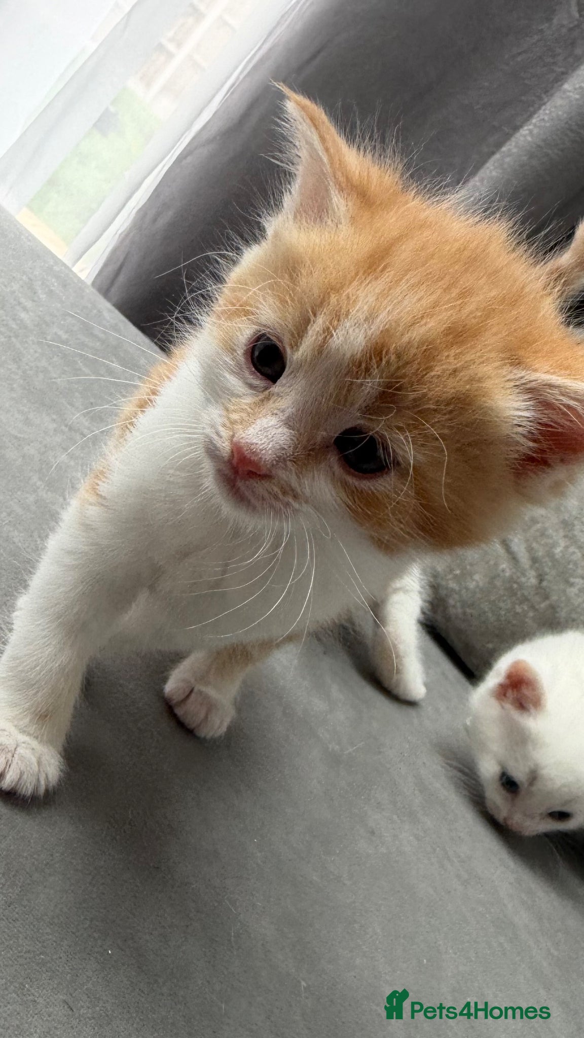 Mixed Breed cats for sale: Stunning and very playfull kittens - Advert 16