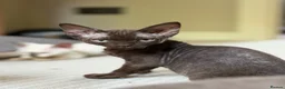Devon Rex cats for sale: Ready July 22nd GCCF reg Devon Rex kittens - Advert 4