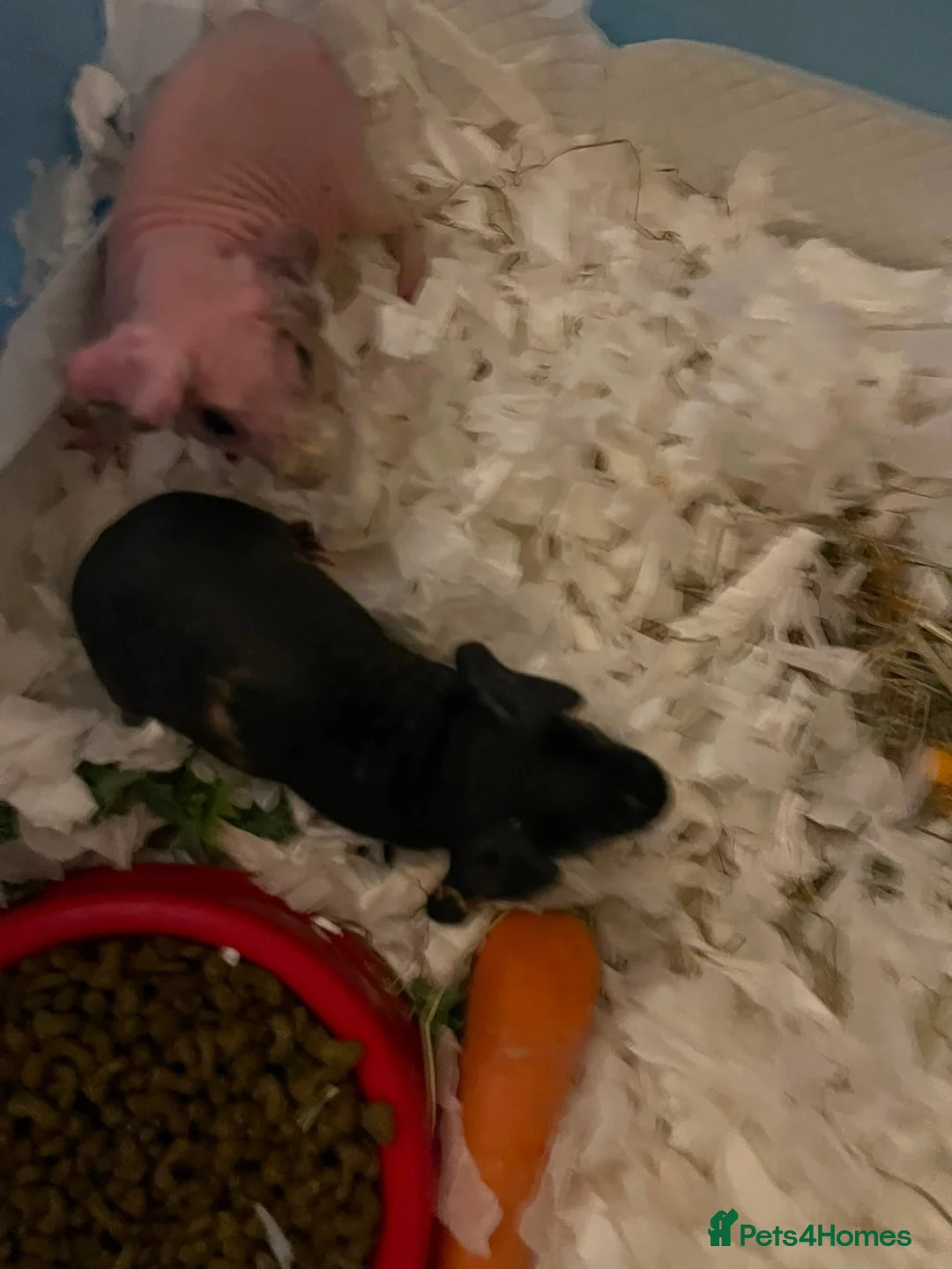 Guinea Pig rodents for sale: Baby Male Skinny Pig Brothers £60 for the pair. - Advert 2