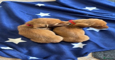 Dachshund dogs Ready now Long Haired Dachshunds For Sale - Advert 6