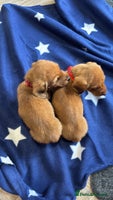 Dachshund dogs Ready now Long Haired Dachshunds For Sale - Advert 10