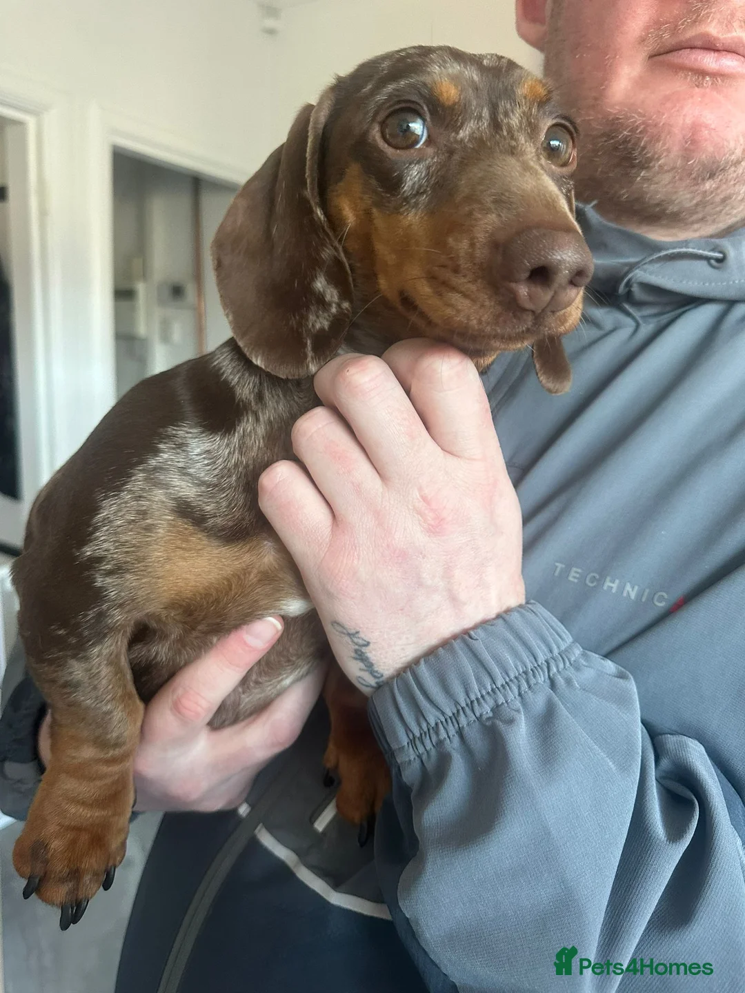 Miniature Dachshund dogs for sale: Chocolate dapple female - Advert 4
