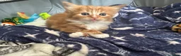 Mixed Breed cats for sale: Fluffy ginger male kitten  - Advert 7