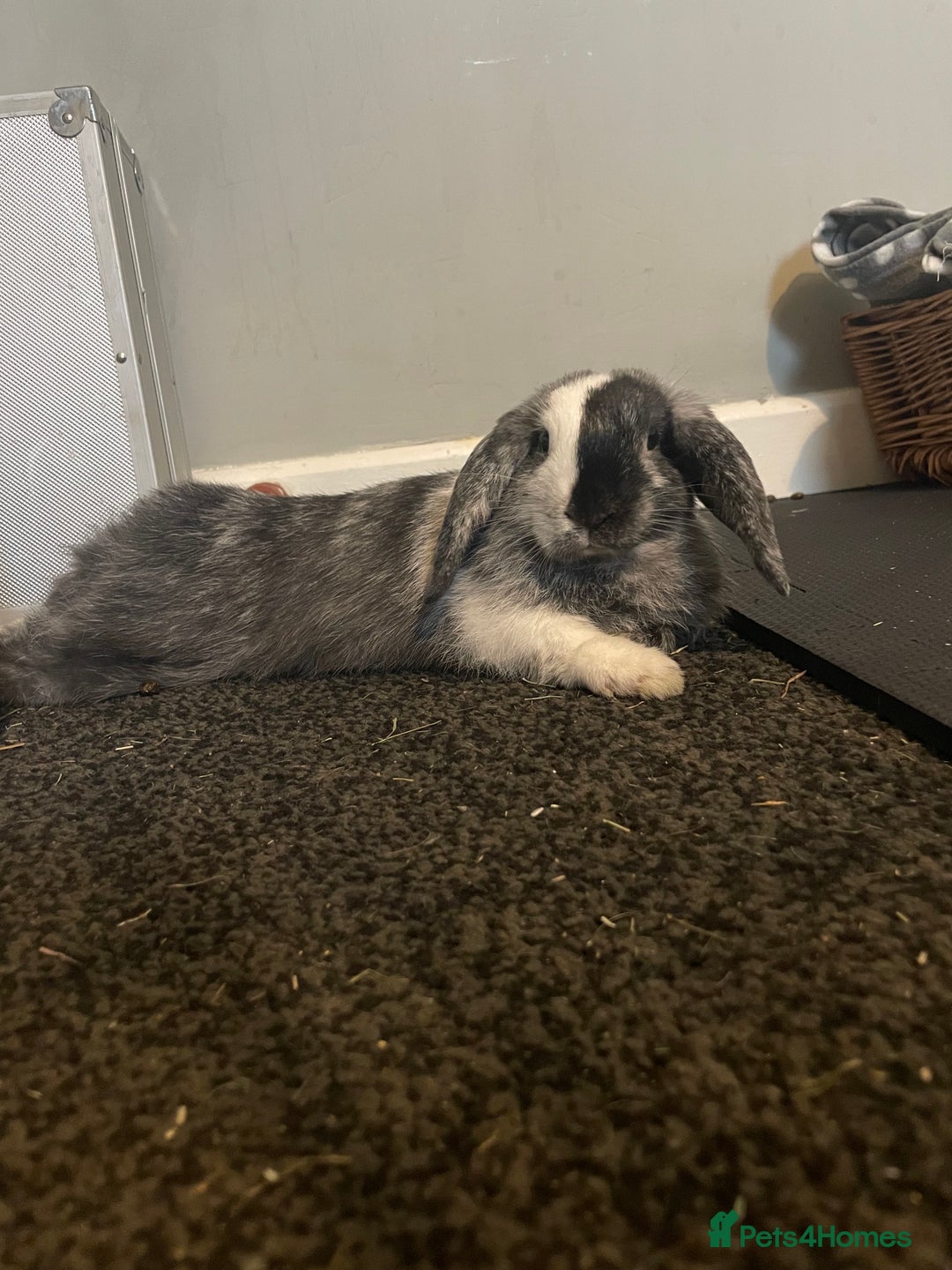 Mini Lop rabbits for sale: 8 months old bunnie  - Image 2