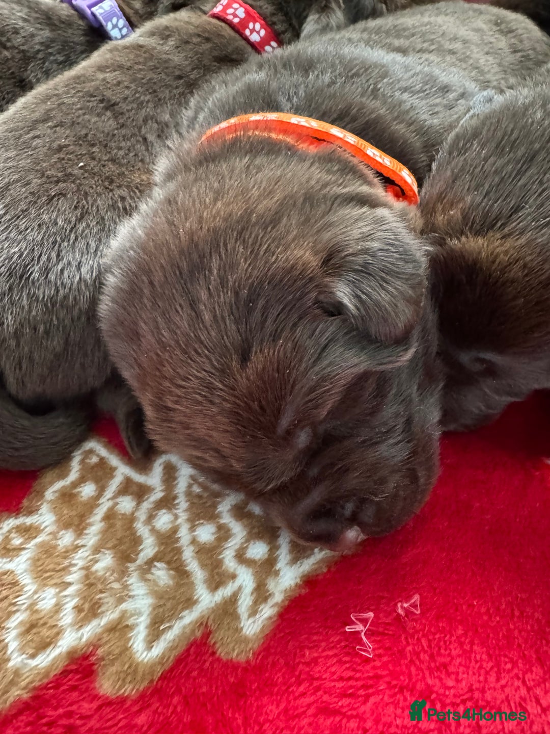 Labrador Retriever dogs for sale: 5 Stars 🌟 Chocolate Labradors  🌟  - Image 8