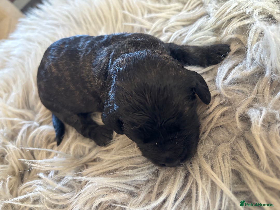 Goldendoodle dogs for sale: 12 Stunning Goldendoodles - Image 23