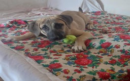Anatolian Shepherd dogs for adoption: Dzana is 6 month Macedonian rescue pup  - Image 3