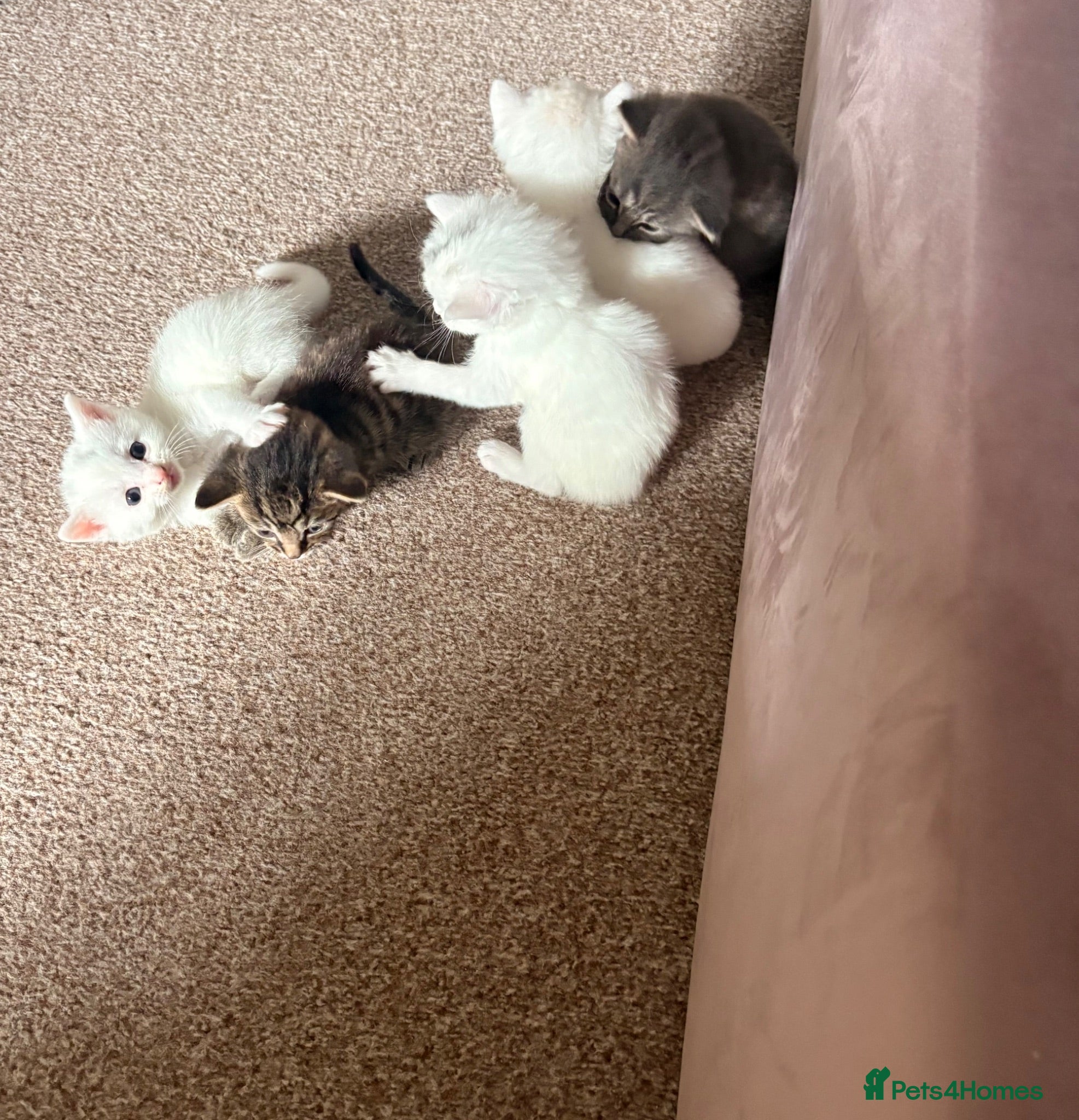 Ragdoll cats 4 beautiful half ragdoll kittens  - Advert 6