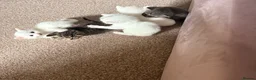 Ragdoll cats for sale: 4 beautiful half ragdoll kittens  - Advert 1