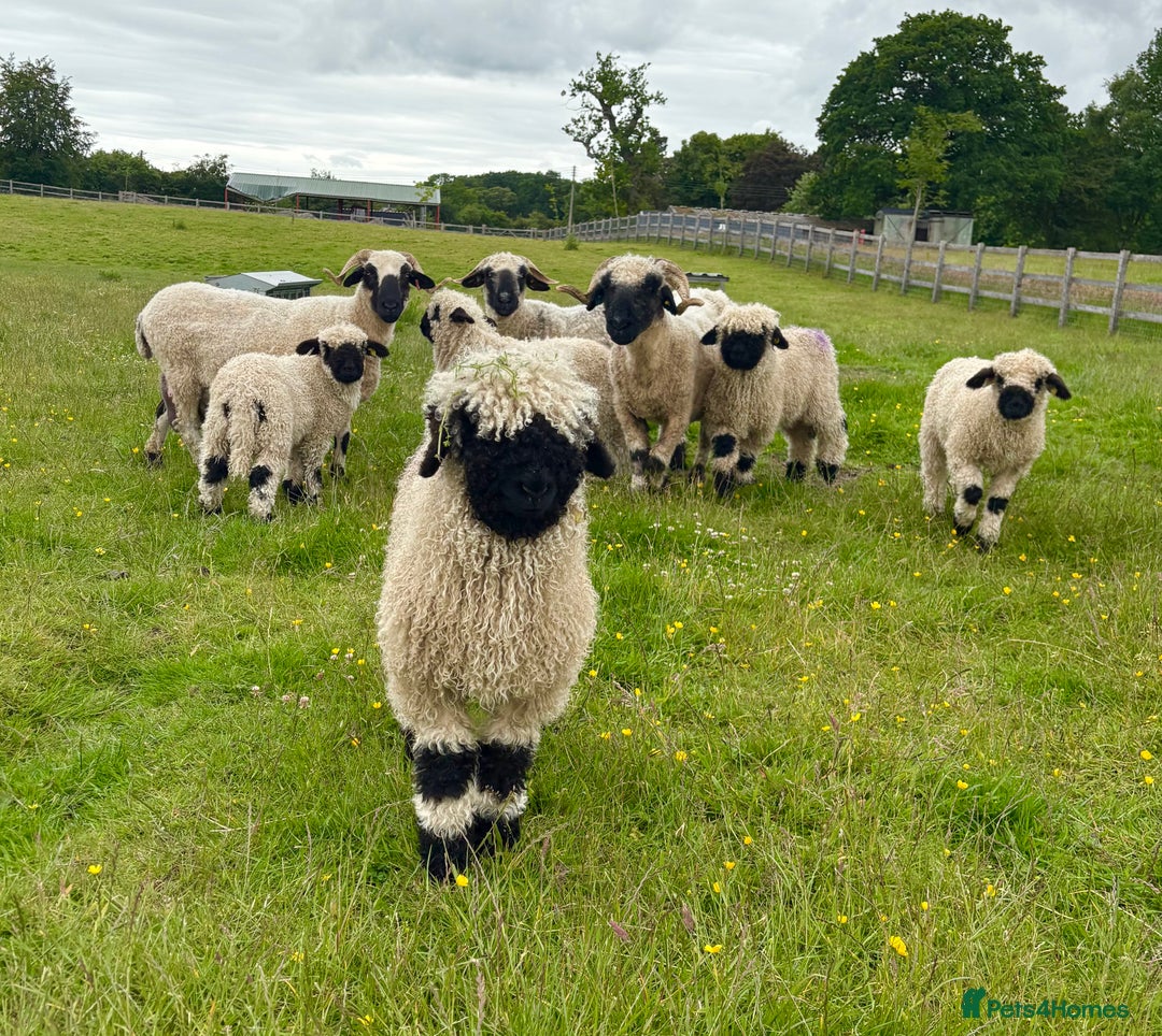 Sheep livestock for sale: Stunning pedigree Valais Blacknose Lambs - Image 2