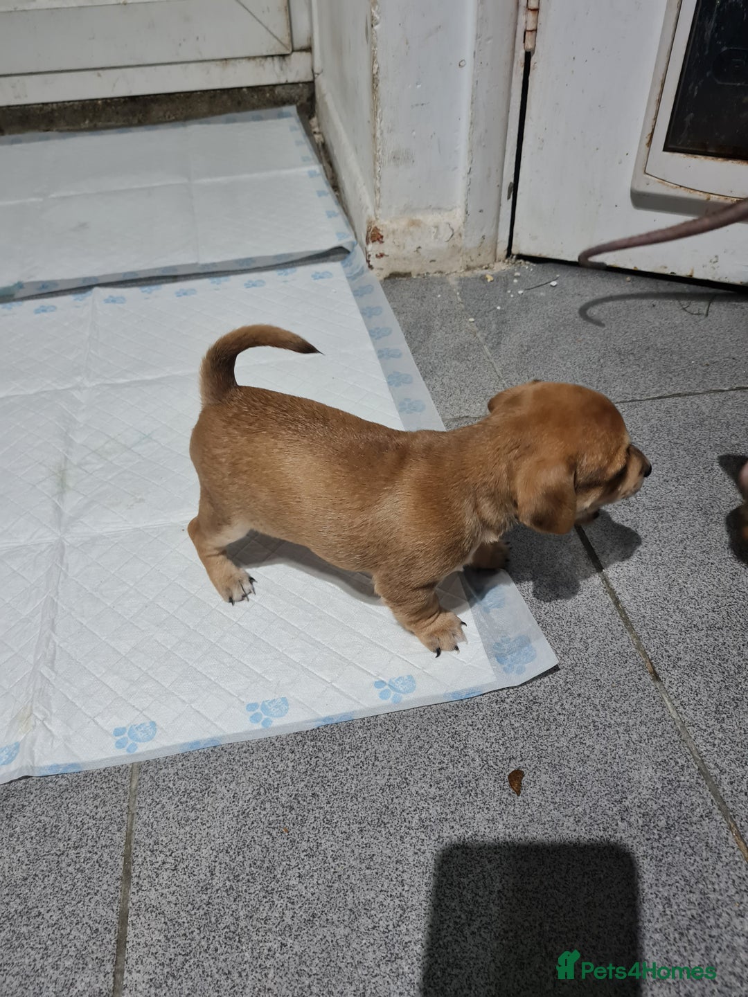 Jack Chi dogs for sale: Chihuahua x Jack Russell Puppies  - Advert 7