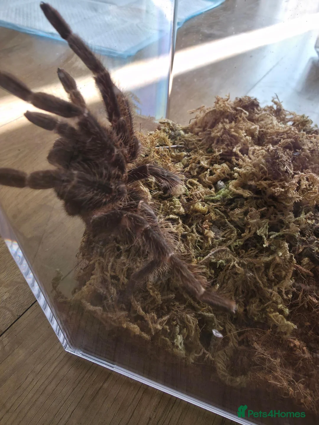 Tarantulas invertebrates for sale: Brazilian black and salmon pink with set ups  - Advert 4
