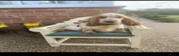 Cockapoo dogs for sale: Beautiful Cockapoos ready to leave - Advert 10
