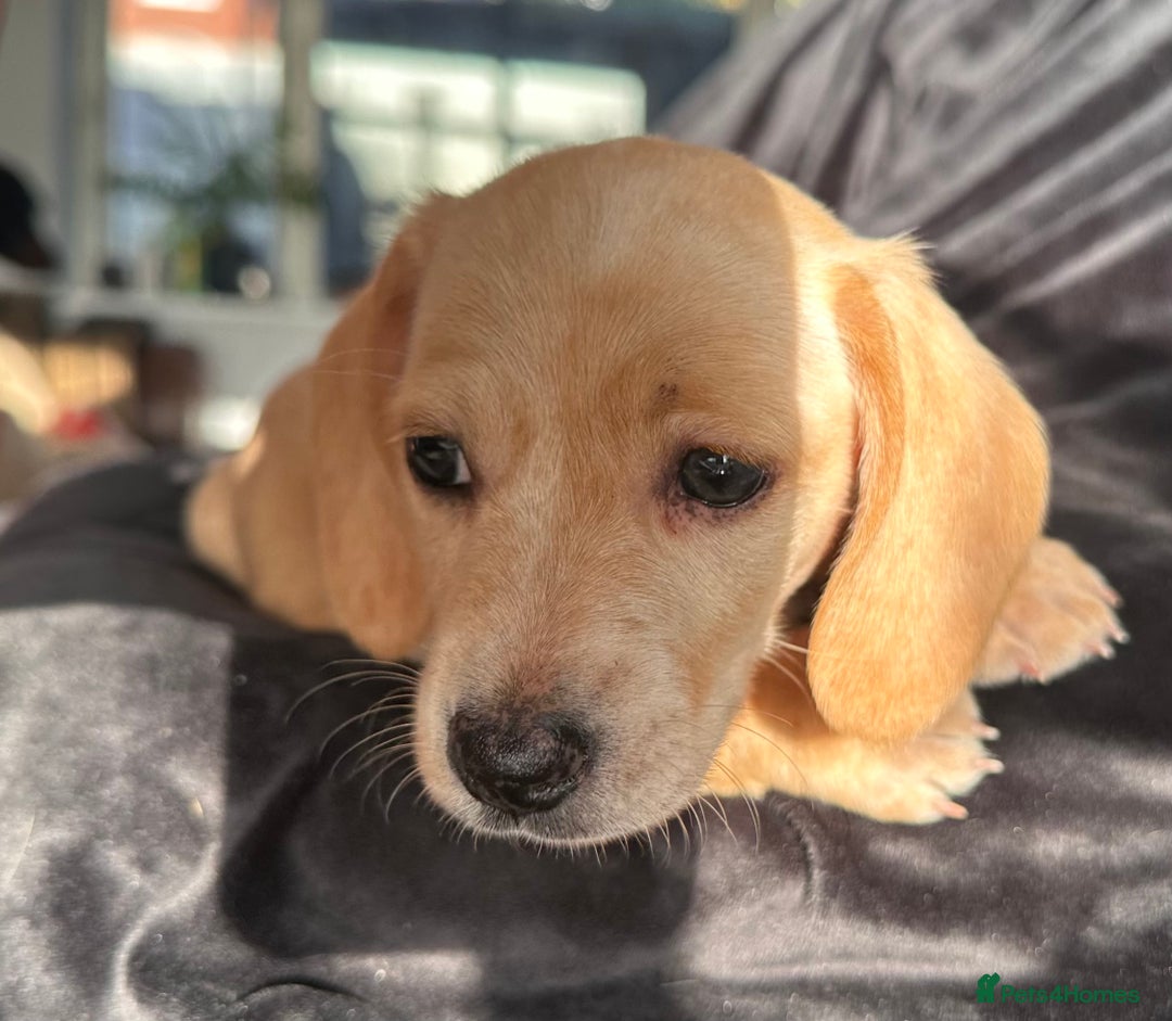 Miniature Dachshund dogs for sale: Miniature dachshund puppies  - Advert 13