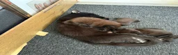 Havana Brown cats for sale: Kittens  - Advert 3