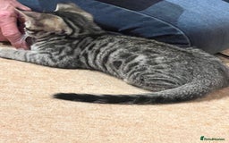 Bengal cats for sale: 4 Bengal cross kittens - Image 3