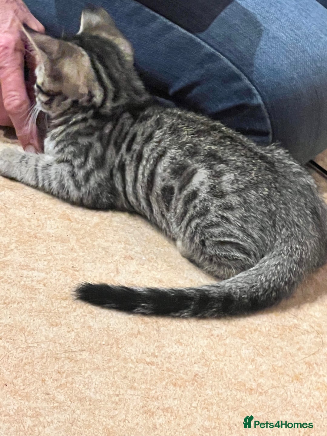 Bengal cats for sale: 4 Bengal cross kittens - Image 3