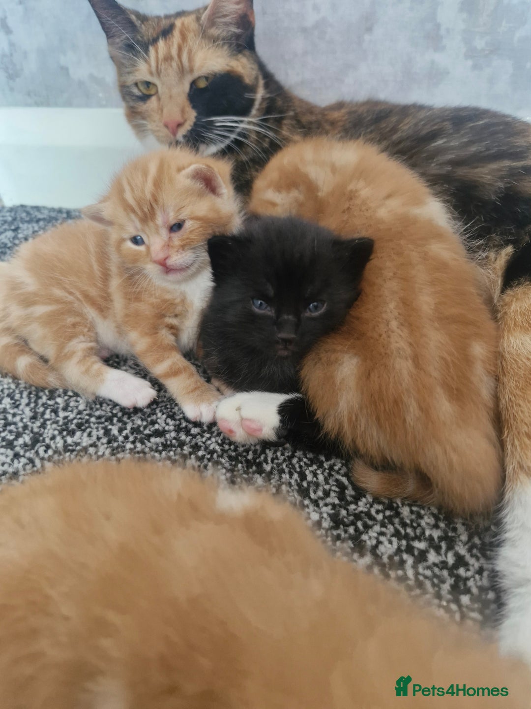 Mixed Breed cats for sale: 3 beautiful light ginger girl kittens  - Image 2
