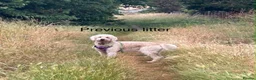 Goldendoodle dogs for sale: 🐾 Goldendoodle Puppies ready for forever homes 🐾 - Advert 34