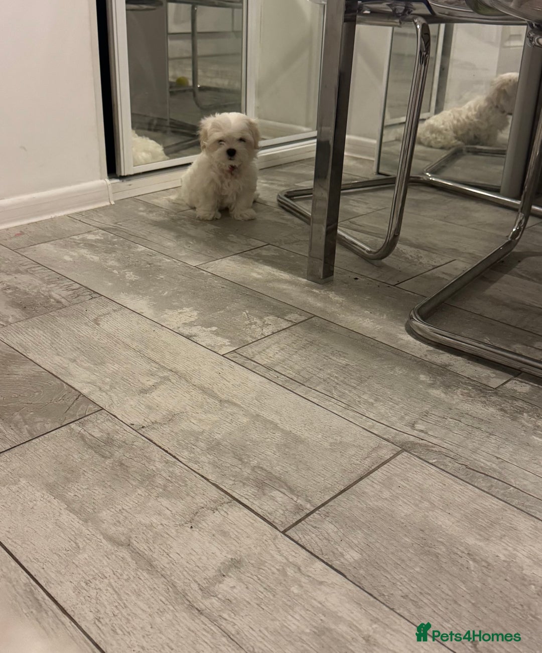 Maltese dogs for sale:  KC Registred Maltese puppies  - Advert 26