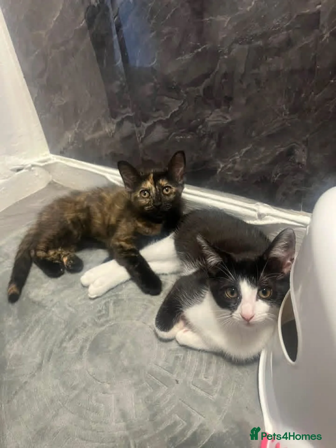 Mixed Breed cats for sale: 2 Four month old brother and sister🤍 - Advert 1