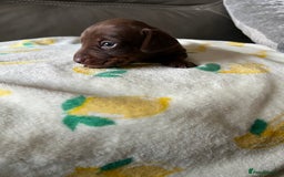 Miniature Dachshund dogs for sale: Miniature dachshund - Image 5
