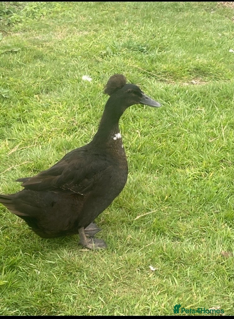 Ducks poultry Crested Cayuga females x 3  - Advert 2