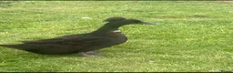 Ducks poultry for sale: Crested Cayuga females x 3  - Advert 1