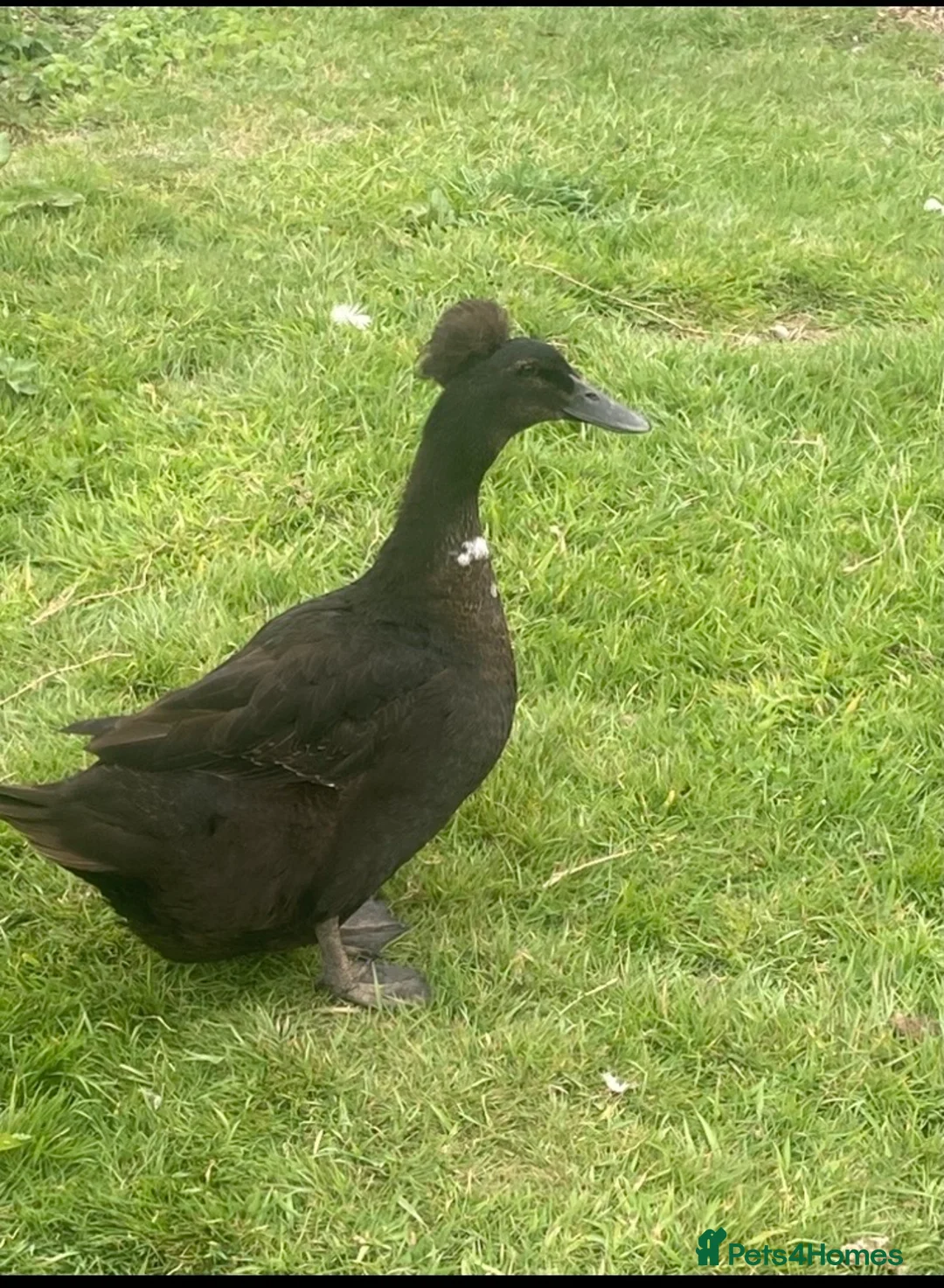 Ducks poultry for sale: Crested Cayuga females x 3  - Advert 1